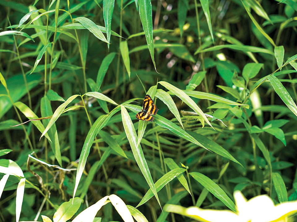 Het Fung Yuen Vlinderreservaat