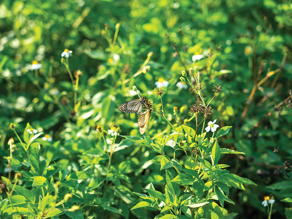 Papillons à Sha Lo Tung