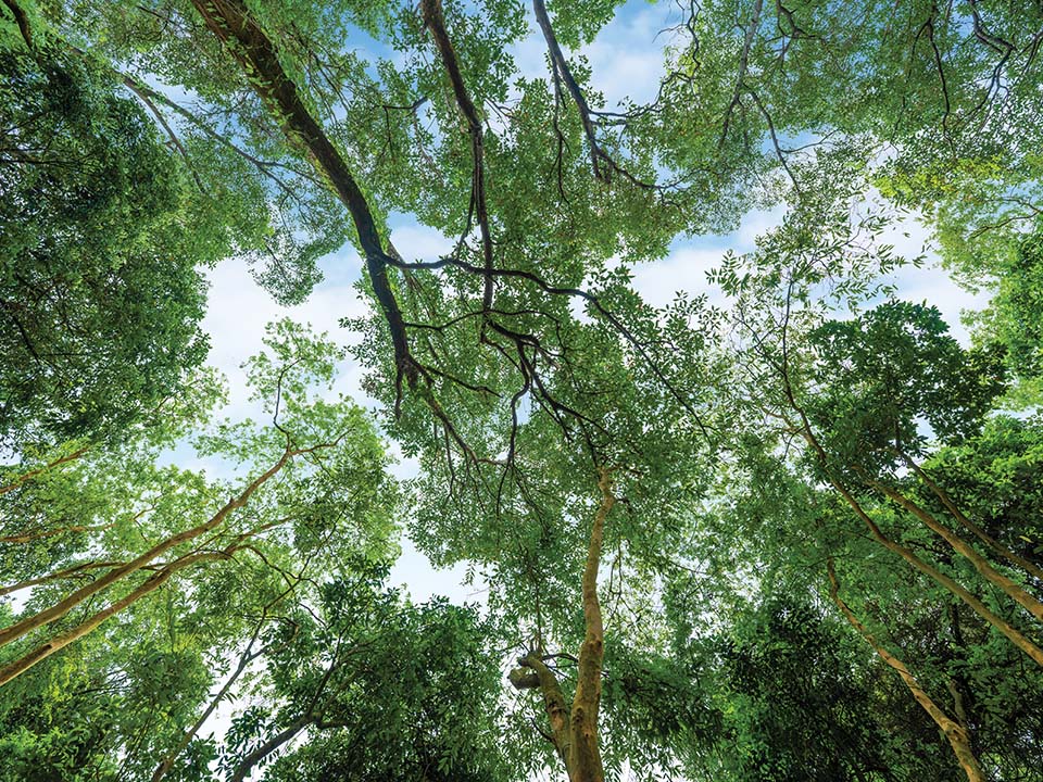 Waldbaden: Tauchen Sie ein in die Natur im Wald von Lung Fu Shan