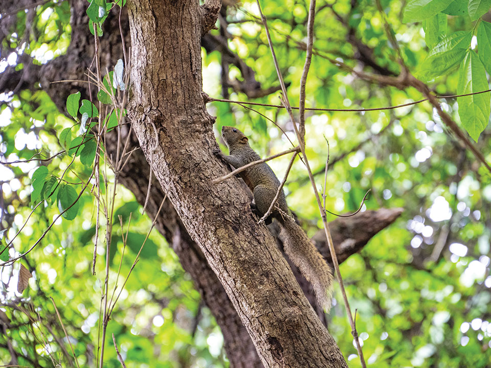 Biodiversiteit bij het Pik Shan Pad