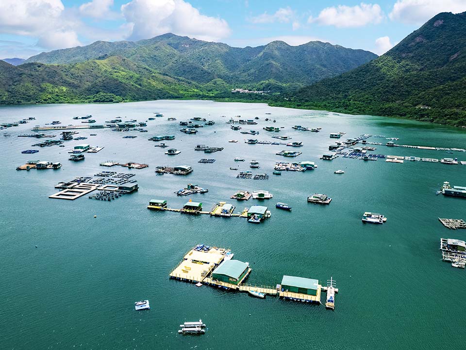 榕樹澳海灣海域佈滿養魚場