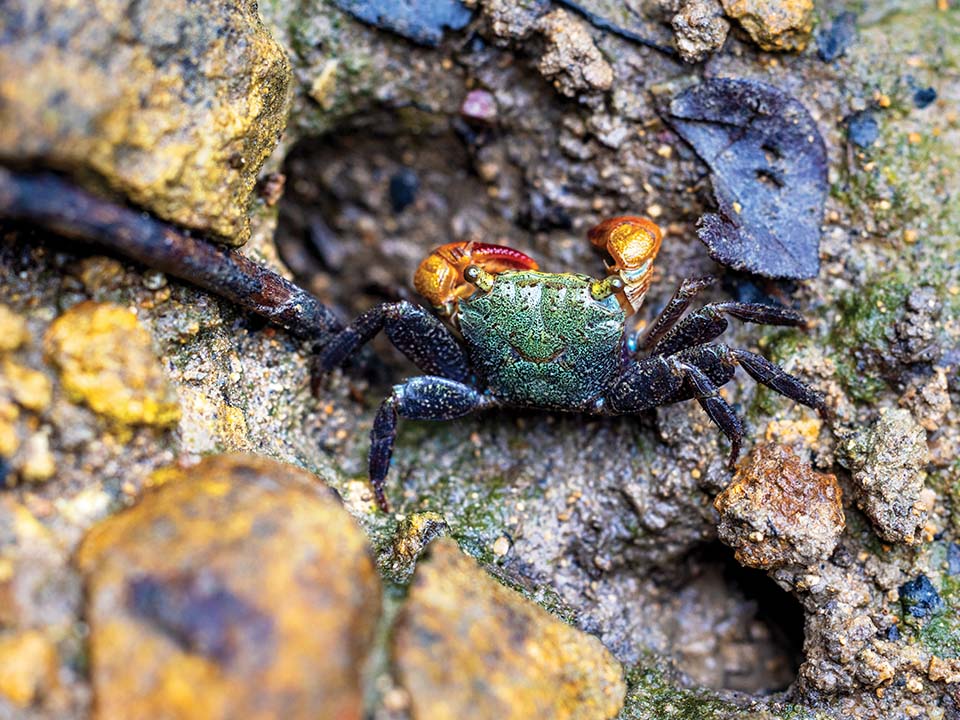 Crabes de mangrove sur le littoral de Yung Shue O