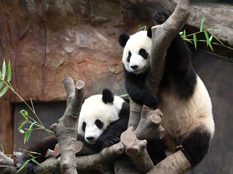 Ocean Park panda