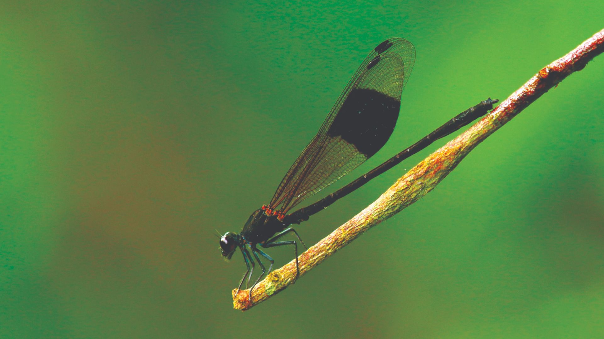 Dragonfly