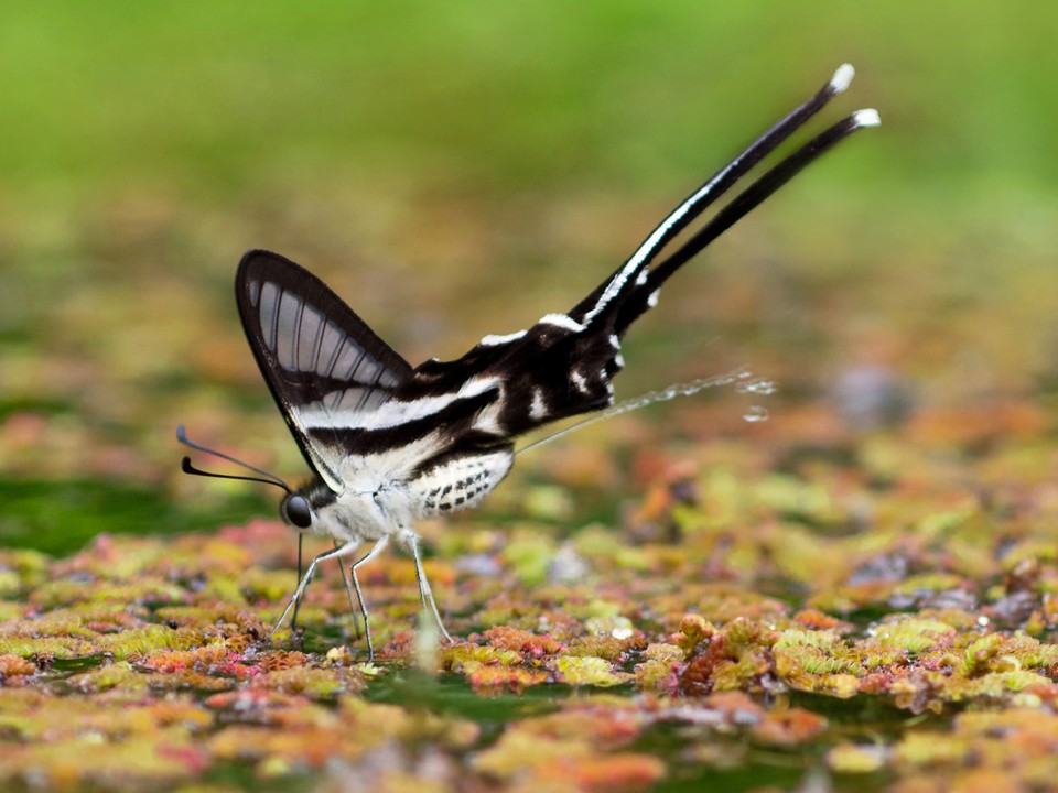鳳園蝴蝶保育區(Fung Yuen Butterfly Reserve)
