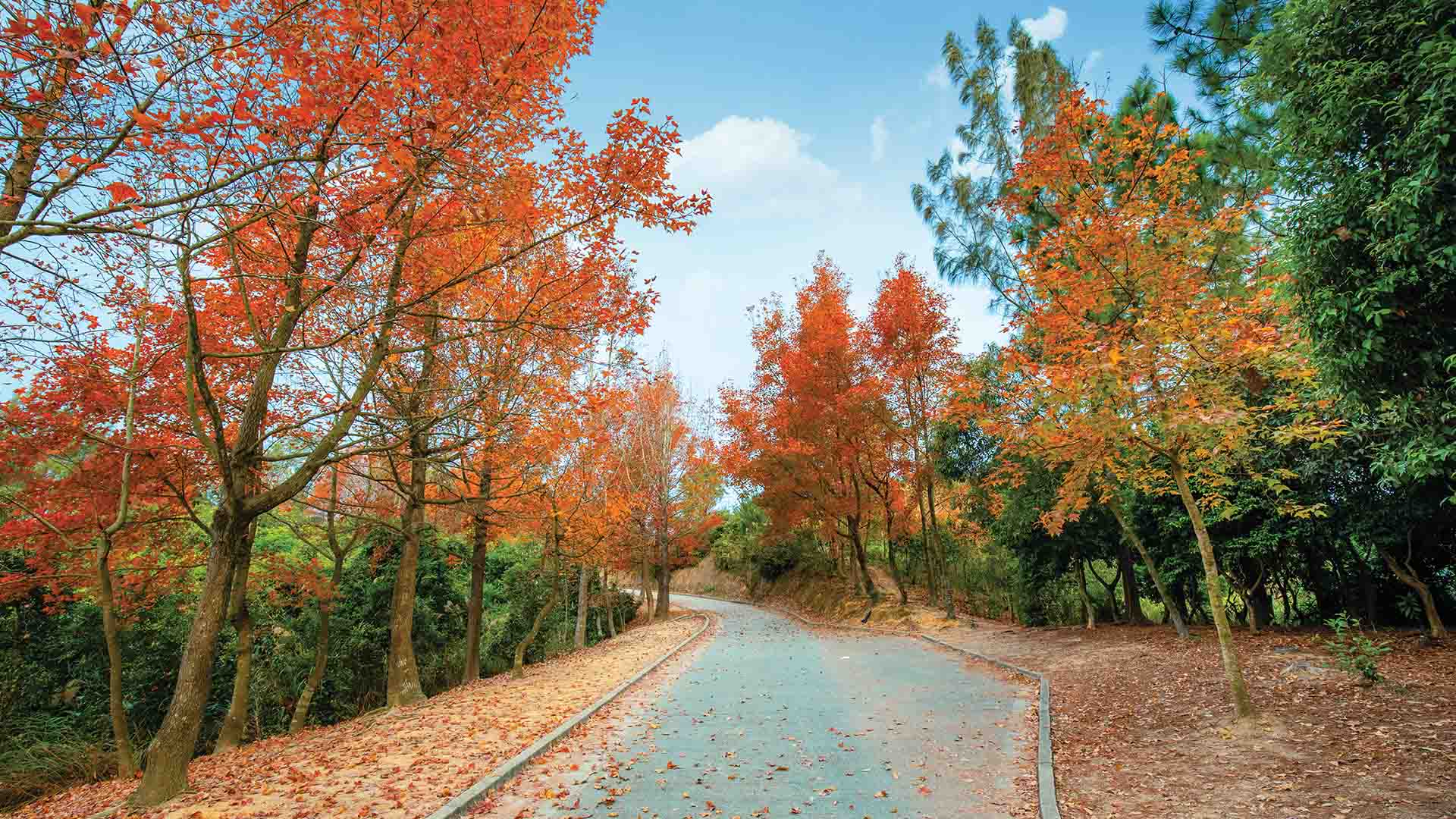 tai-lam-country-park-1920x1080