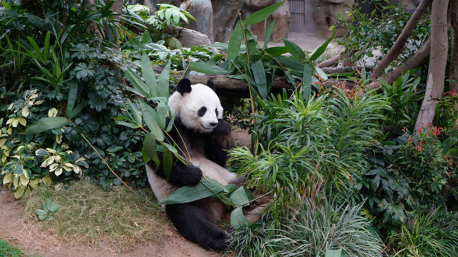 Meet some of Ocean Park’s residents