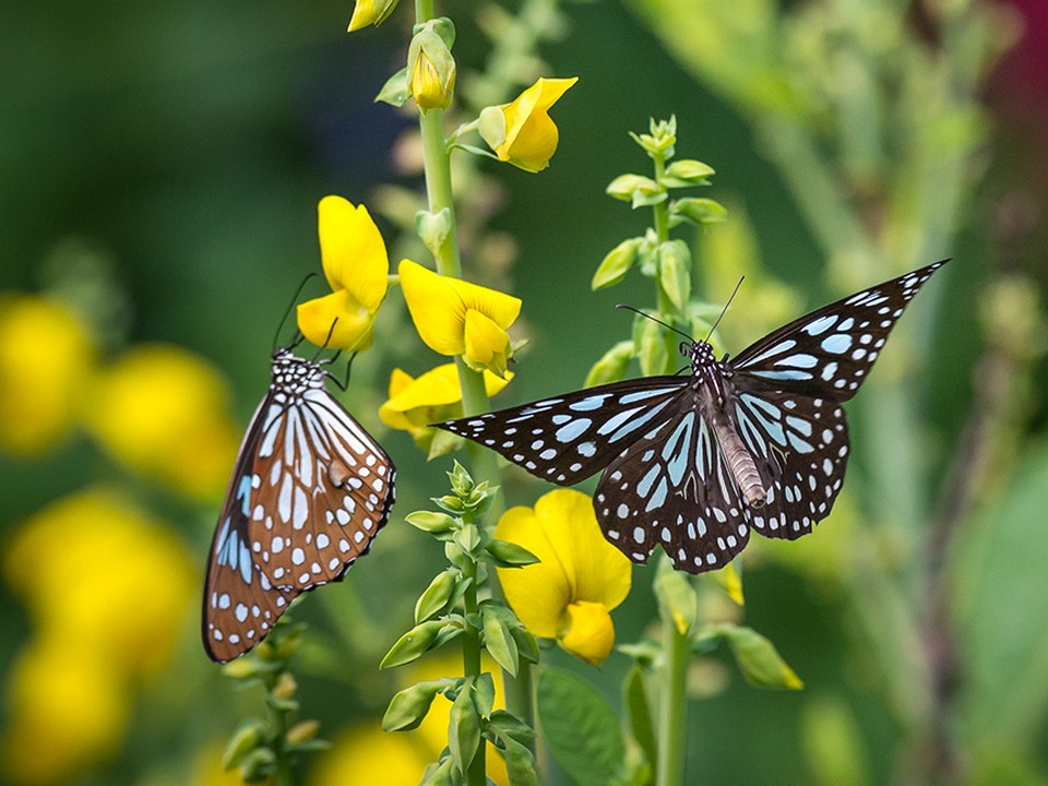 Fung Yuen Butterfly Reserve