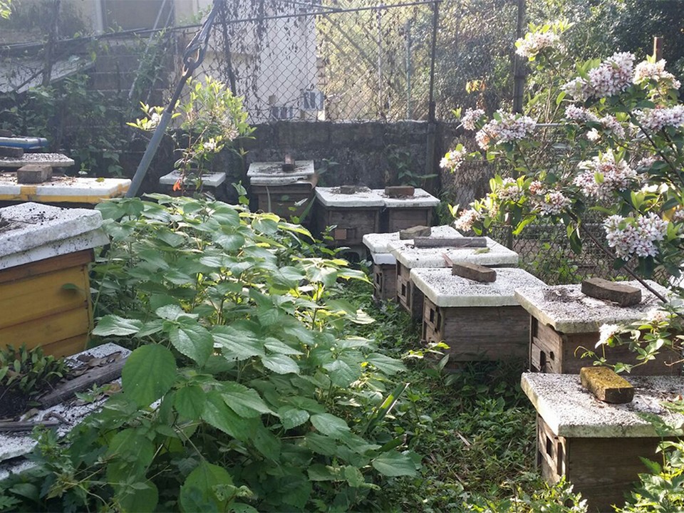 Wing Wo Bee Farm