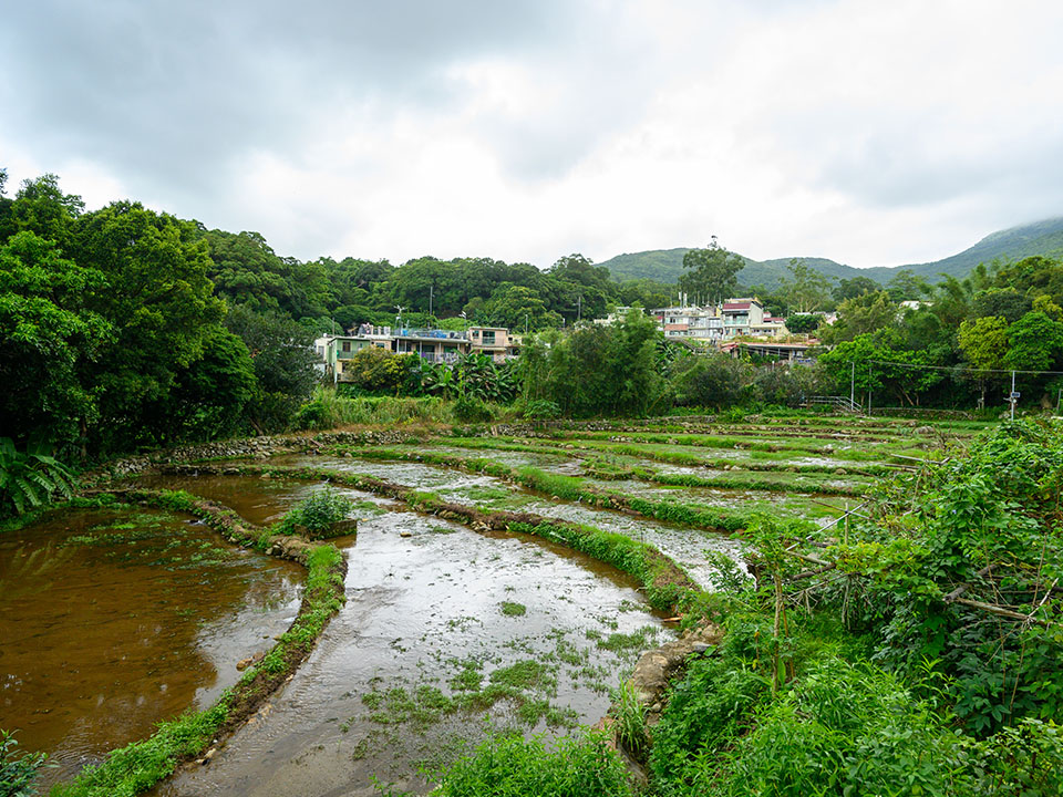 川龍村是融合美麗自然景觀與歷史文化的客家村落。