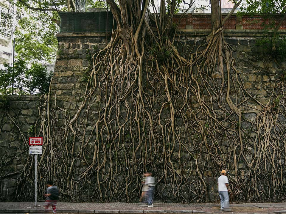 Stone wall trees growing out of the crevices in the wall