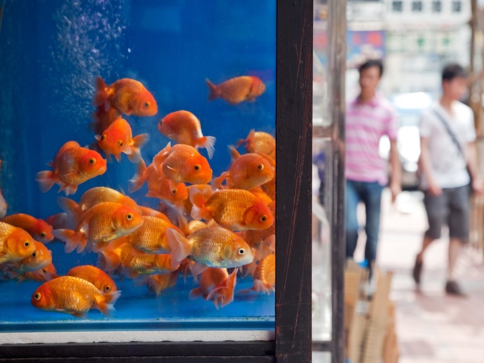 Goldfish Market