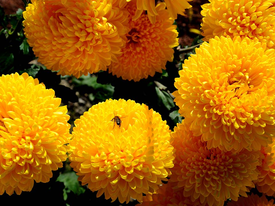 菊花