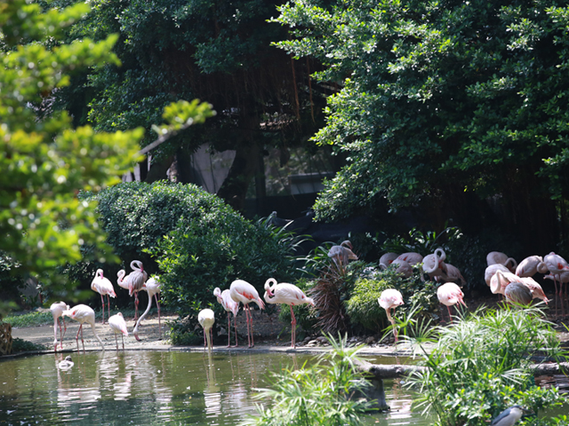 城市綠洲：九龍公園自然生態之旅