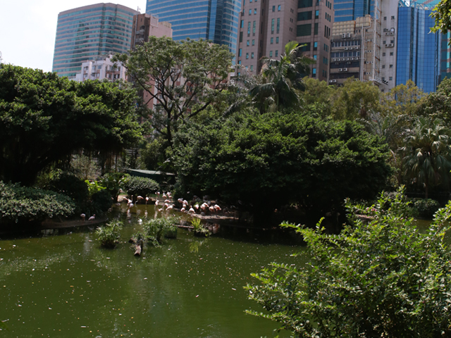 城市綠洲：九龍公園自然生態之旅