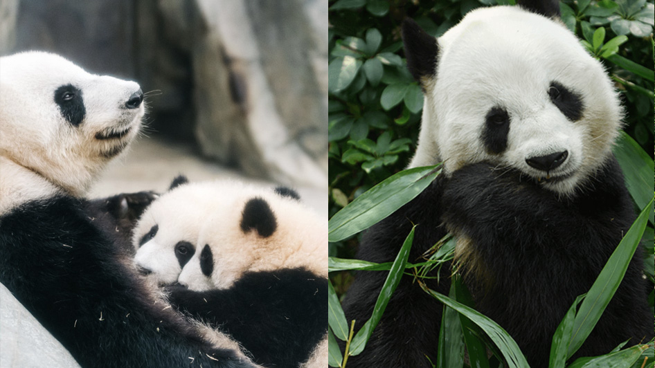 双子のパンダ