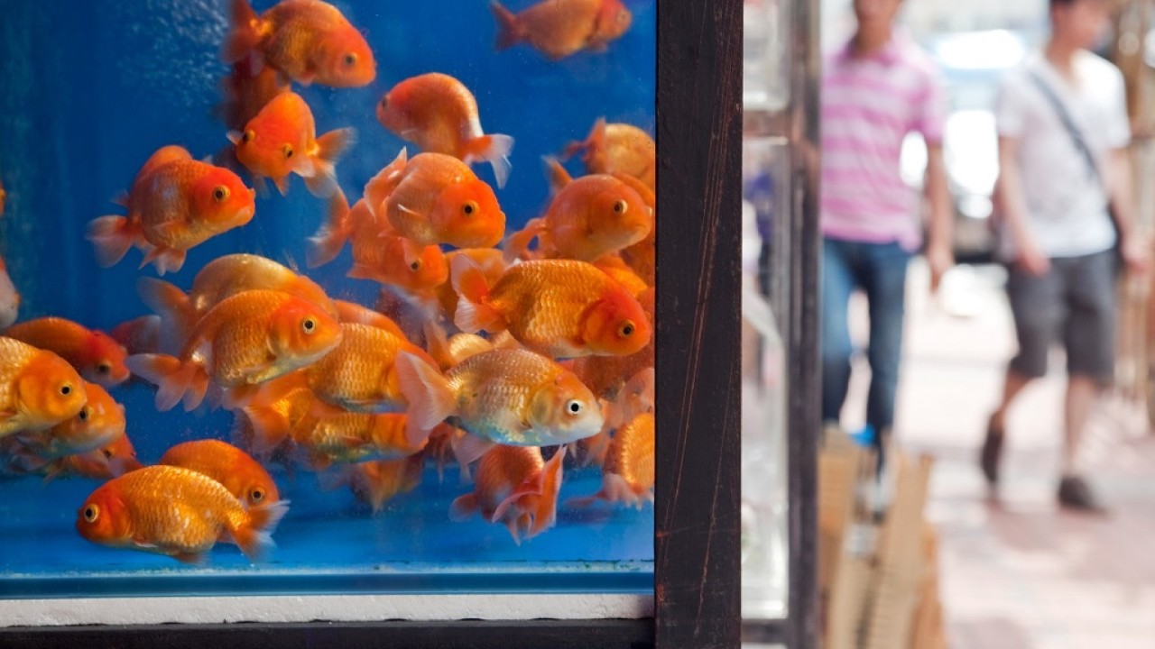 通菜街（金魚街） 香港旅遊發展局